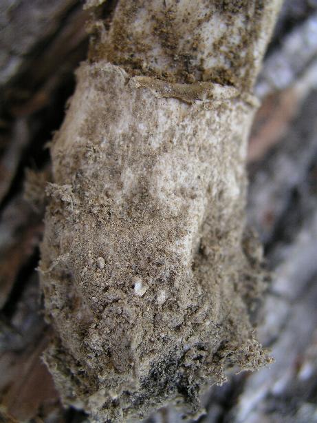 Amanita gilbertii var. gilbertii Beaus.